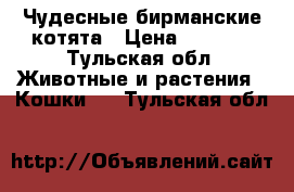 Чудесные бирманские котята › Цена ­ 3 000 - Тульская обл. Животные и растения » Кошки   . Тульская обл.